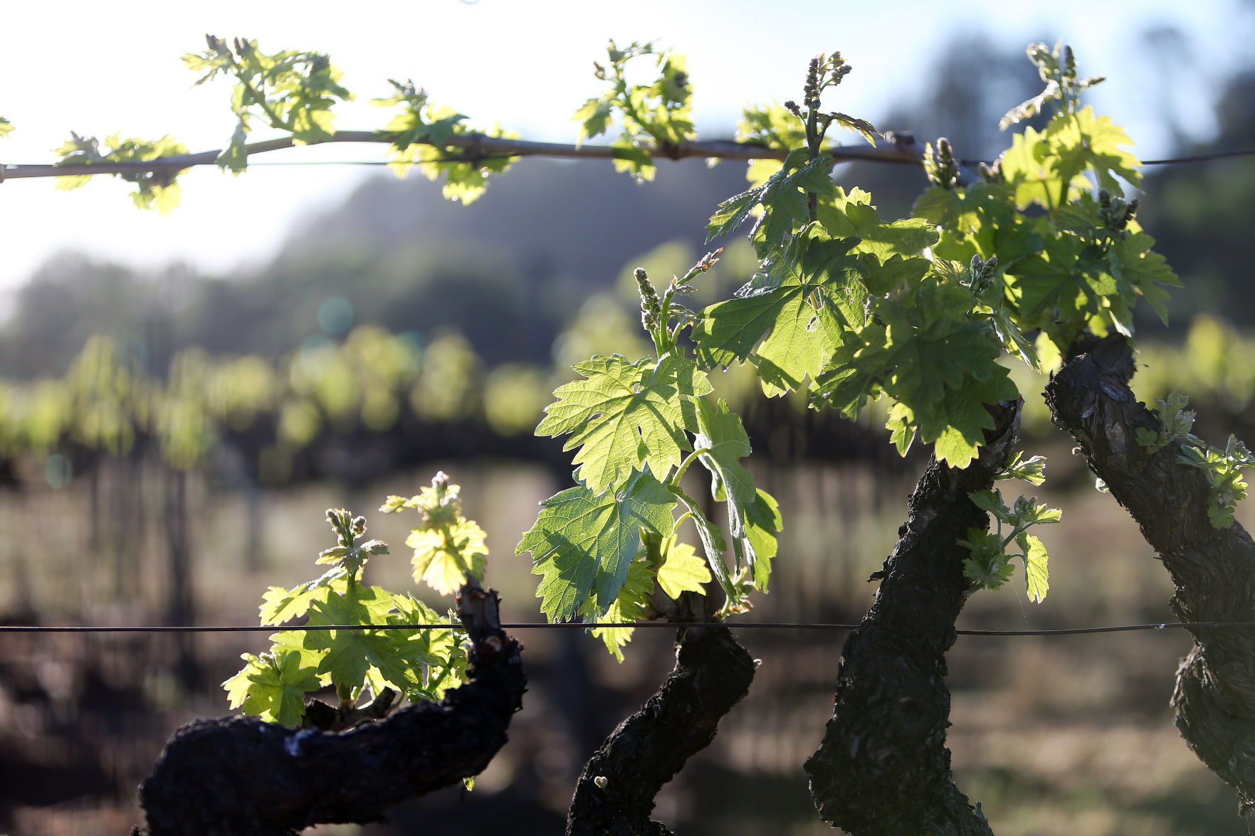 Vineyard outside the White Barn, St. Helena